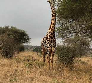 Tsavo West Nationalpark