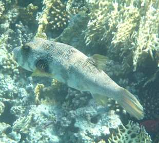 Sehr schönes Riff mit Sandstrand