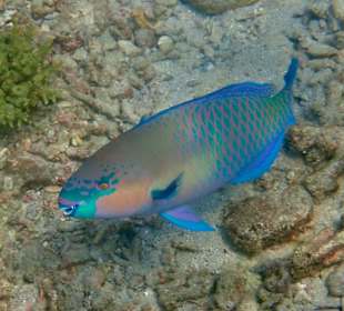 Unterwasserwelt Musandam