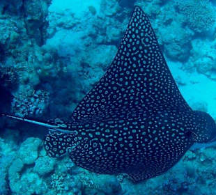 Delfine erleben mit Yasser