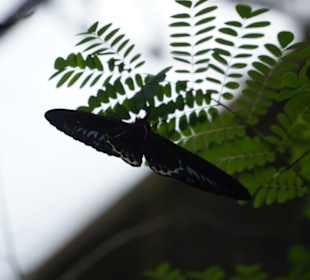 Butterfly Park Kuala Lumpur