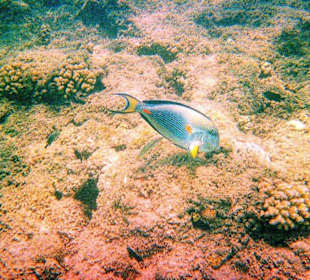 Schnorcheln am Hausriff