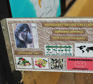 Mangabey Negro Crestado