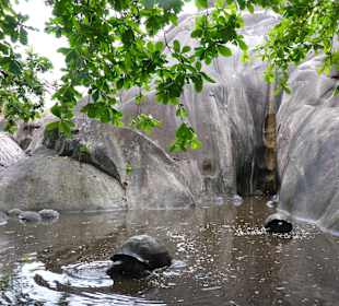 Schildkröten im L'Union Estate Park