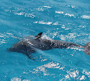 Delphin ganz nah am Boot