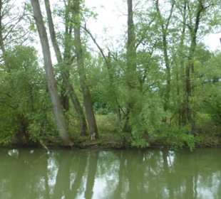Fahrt mit dem Linienboot auf dem Alten Rhein
