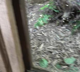 Zoo Heidelberg