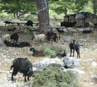 Einheimische Nomaden