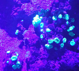 Korallen mit Schwarzlicht