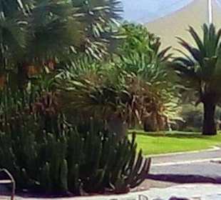 Botanischer Garten Maspalomas