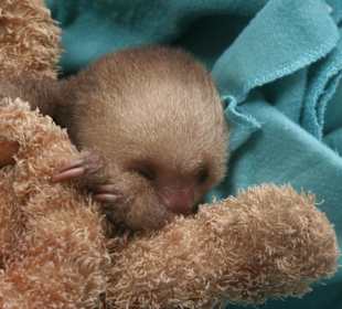 Faultierbaby mit Knuddeltier