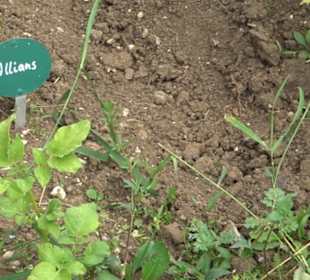 ALB-GOLD Naturgarten