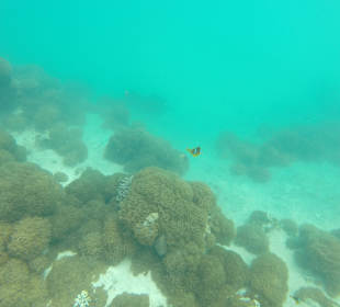 Schnorcheln Hurghada