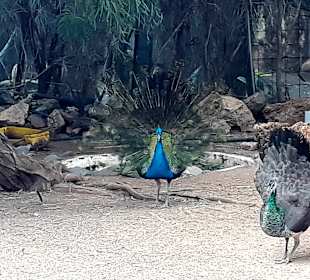 Botanischer Garten Viveiro