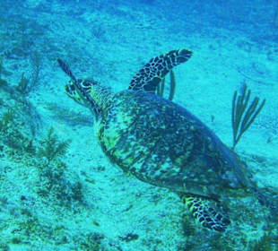 Wasserschildkröte