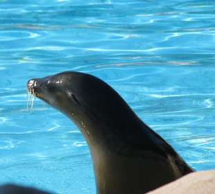 Seelöwenshow