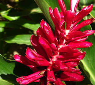 RH Tours Ausflüge Punta Cana