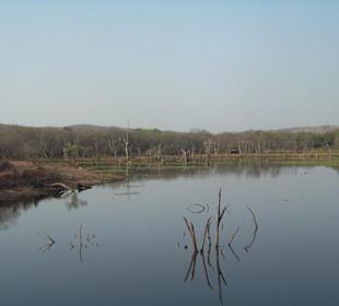Ranthambore N.P.