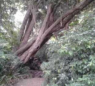 Botanischer Garten Kirstenbosch