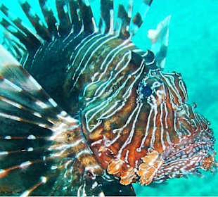 Rotfeuerfisch