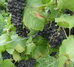 Bei unseren Wanderungen bei Rüdesheim