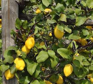 Zitronenbäumchen