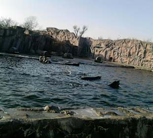 Das großzügige Paradies der Seelöwen