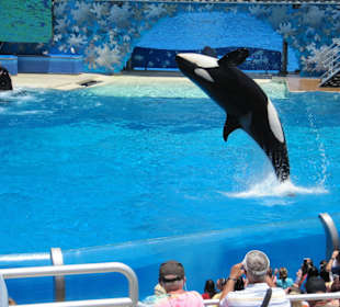 Killerwalvorführung