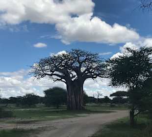 Tarangire Park
