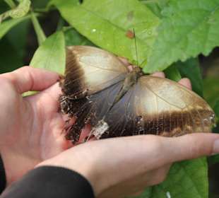 Schmetterling