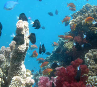 Мягкие кораллы Фиджи.