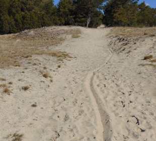 Dünenlandschaft auf der Kurischen Nehrung b. Nida