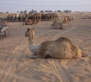 Kamelfarm