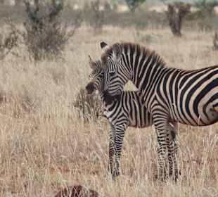 African Bush & Beach Adventures Ltd