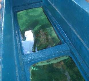 Ausflug Glasbodenboot Diani Beach