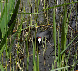 Naturschutzgebiet Albufera