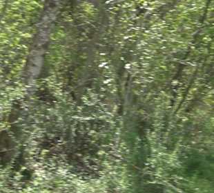 Premiumspazierwanderweg - Hochgehhütet