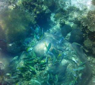 Schnorcheln bei Koh Tao