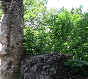 Burgruine Niederhaus