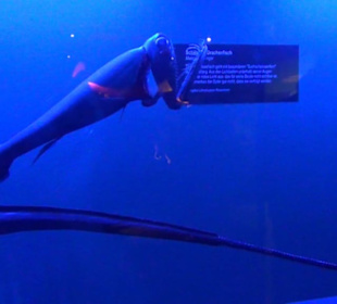 Meeresmuseum Stralsund