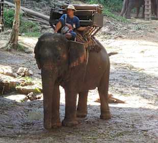 Elefantenreiten