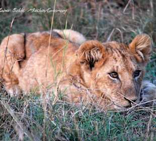 Der will doch nur spielen