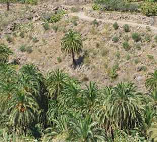 Das Tal der 1000 Palmen