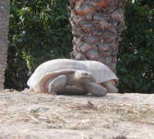 Große Landschildkröte