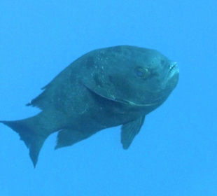 Schwarzer Schnapper