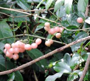 Monkey beach/park narodowy Penang