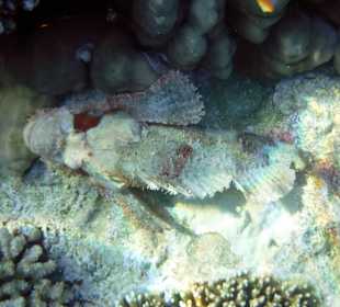 Rwelt Riff Rohanou Beach Resort