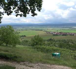Schutzgebiet Spitzberg, Pfaffenberg