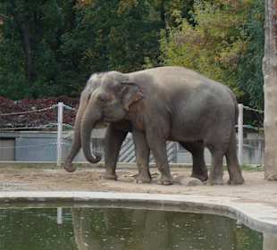 Meine Lieblingstiere