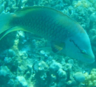 Männlicher Stülpmaullippfisch